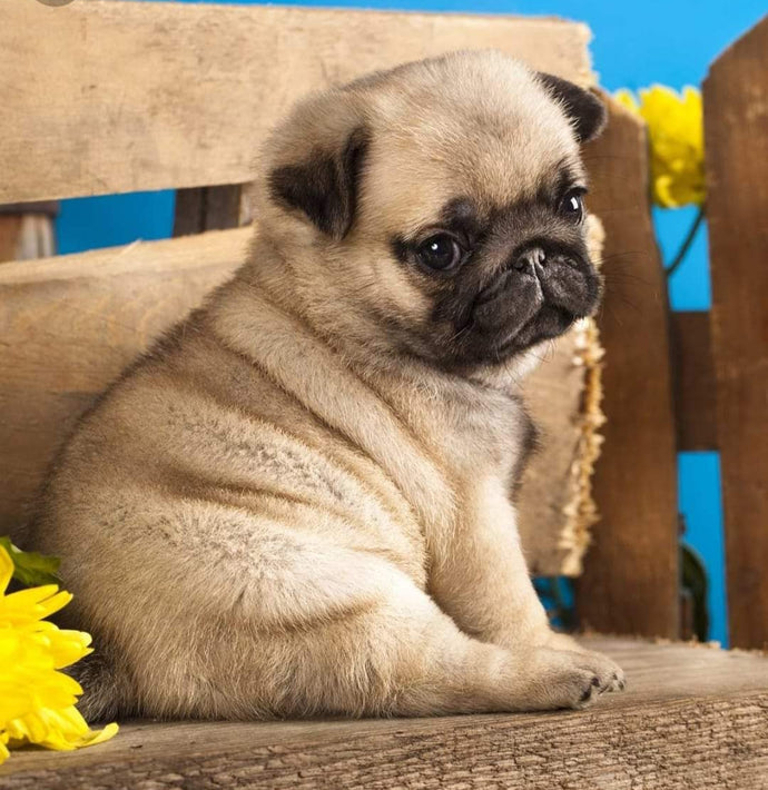 godspeed, little pug