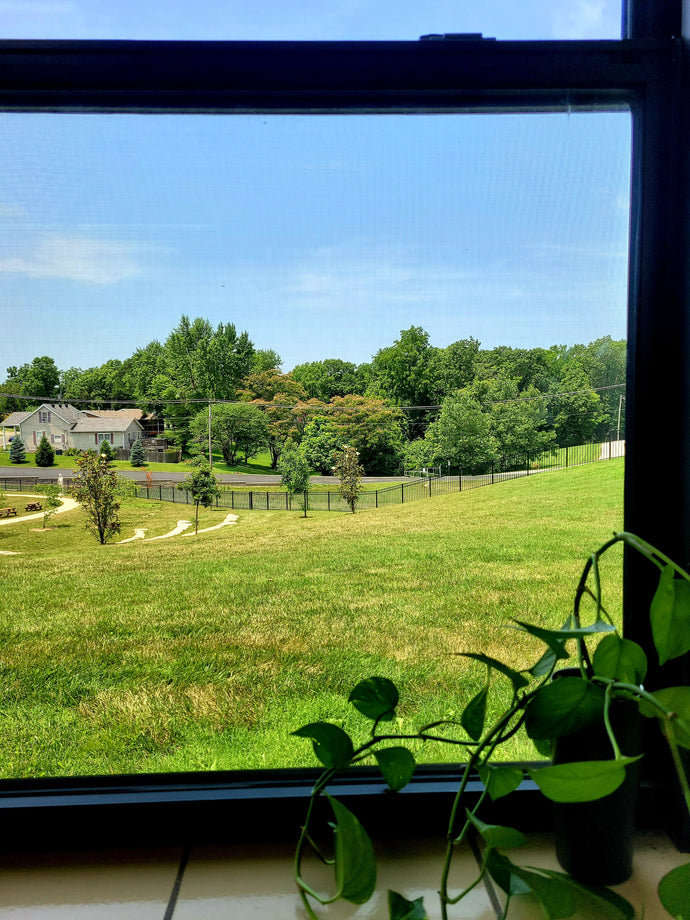 the dragonflies tell me so