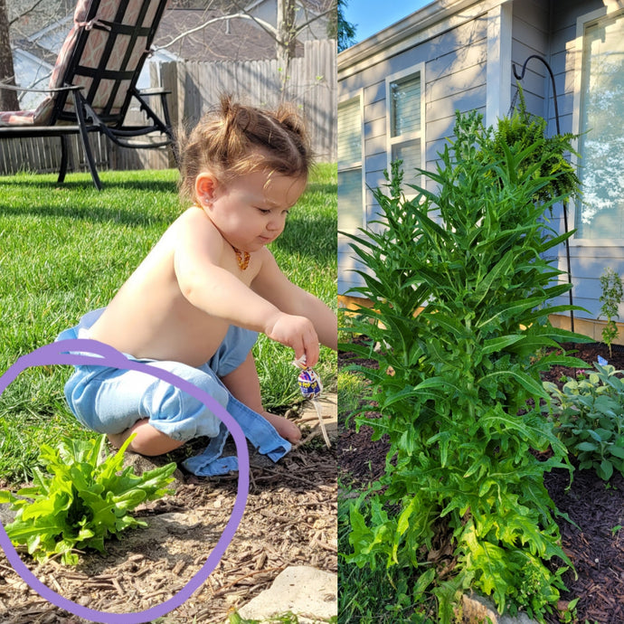 an invincible summer